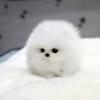 Puppies for sale Spain, Alicante Pomeranian Spitz