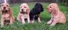 Puppies for sale Hungary, Budapest English Cocker Spaniel
