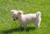 Puppies for sale Lithuania, Anykshiai Chihuahua