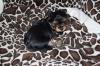 Puppies for sale Netherlands, Amsterdam Yorkshire Terrier