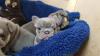 Puppies for sale Denmark, Aalborg French Bulldog