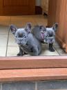 Puppies for sale Spain, Barcelona French Bulldog