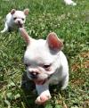 Puppies for sale Spain, Madrid French Bulldog