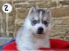 Puppies for sale Netherlands, Bergen aan Zee Haski
