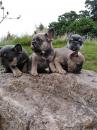 Puppies for sale Germany, Frankfurt French Bulldog