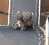 Puppies for sale Ukraine, Odessa French Bulldog