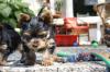Puppies for sale Poland, Bielsko-Biala Yorkshire Terrier