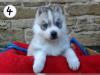 Puppies for sale Spain, Barcelona Haski