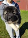 Puppies for sale Slovenia, Novi Sad Caucasian Shepherd Dog