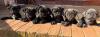 Puppies for sale Cyprus, Limassol Pug