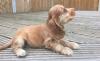 Dogs free Canada, Ontario Cocker Spaniel