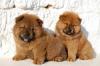 Dogs free Canada, British Columbia Chow Chow