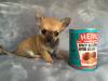 Dogs free Canada, Alberta Chihuahua