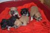 Puppies for sale Germany, Frankfurt an der Oder Chihuahua
