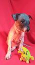 Puppies for sale United Kingdom, Yorkshire, Ripon Chinese crested dog, American hairless terrier 