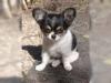 Puppies for sale Germany, Berlin Chihuahua