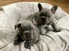 Puppies for sale Cyprus, Limassol French Bulldog