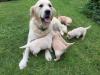 Puppies for sale Germany, Berlin Labrador