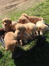 Puppies for sale Ukraine, Donetsk Golden Retriever