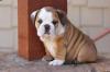 Puppies for sale Cyprus, Ayia Napa English Bulldog