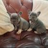 Puppies for sale United Kingdom, Bristol French Bulldog