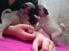 Puppies for sale France, Antibes French Bulldog