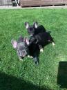 Puppies for sale Ukraine, Odessa French Bulldog