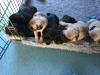 Puppies for sale Germany, Frankfurt Pug