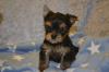 Puppies for sale Greece, Larissa Yorkshire Terrier