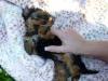 Puppies for sale Netherlands, Bergen aan Zee Yorkshire Terrier