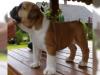 Puppies for sale Cyprus, Larnaca English Bulldog