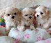 Puppies for sale Spain, Salamanca Maltese