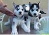 Puppies for sale Spain, San Sebastian Haski