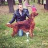 Puppies for sale Slovenia, Novi Sad, Irig Irish Setter