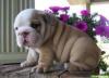 Puppies for sale Spain, Barcelona English Bulldog