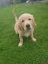 Puppies for sale Tajikistan, Istaravshan Golden Retriever