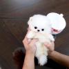 Puppies for sale Belarus, Grodno Pomeranian Spitz