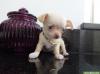 Puppies for sale Germany, Berlin French Bulldog