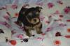Puppies for sale Greece, Athens Yorkshire Terrier