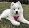 Puppies for sale Canada, British Columbia, Vancouver Samoyed dog (Samoyed)