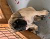 Puppies for sale Italy, Ancona Tibetan Mastiff