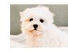 Puppies for sale USA, California, San Diego Maltese