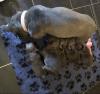 Puppies for sale France, Lion French Bulldog