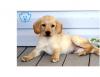 Puppies for sale Italy, Cortina d'ampetso Labrador