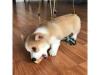 Puppies for sale Ukraine, Kiev Other breed
