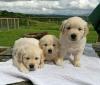 Puppies for sale Ukraine, Sevastopol Golden Retriever