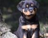 Puppies for sale Italy, Cortina d'ampetso Rottweiler