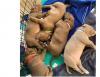 Puppies for sale USA, Arizona Bull Terrier