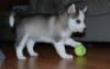 Puppies for sale Greece, Athens Other breed