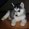 Puppies for sale Germany, Stuttgart Other breed